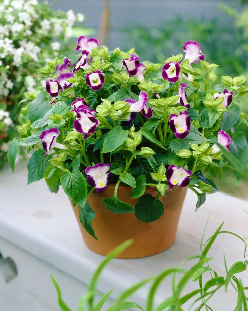 Wishbone Plant (Torenia fournieri / Wishbone Flower / Bluewings )